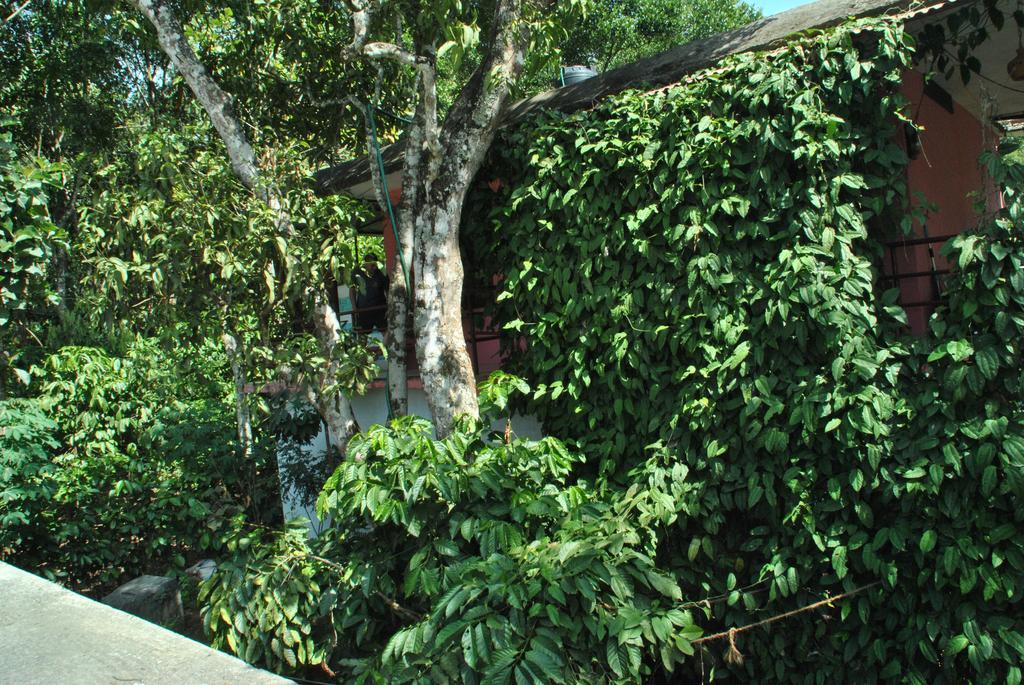 Jungleparadiso Homestay เทกคาดี ภายนอก รูปภาพ