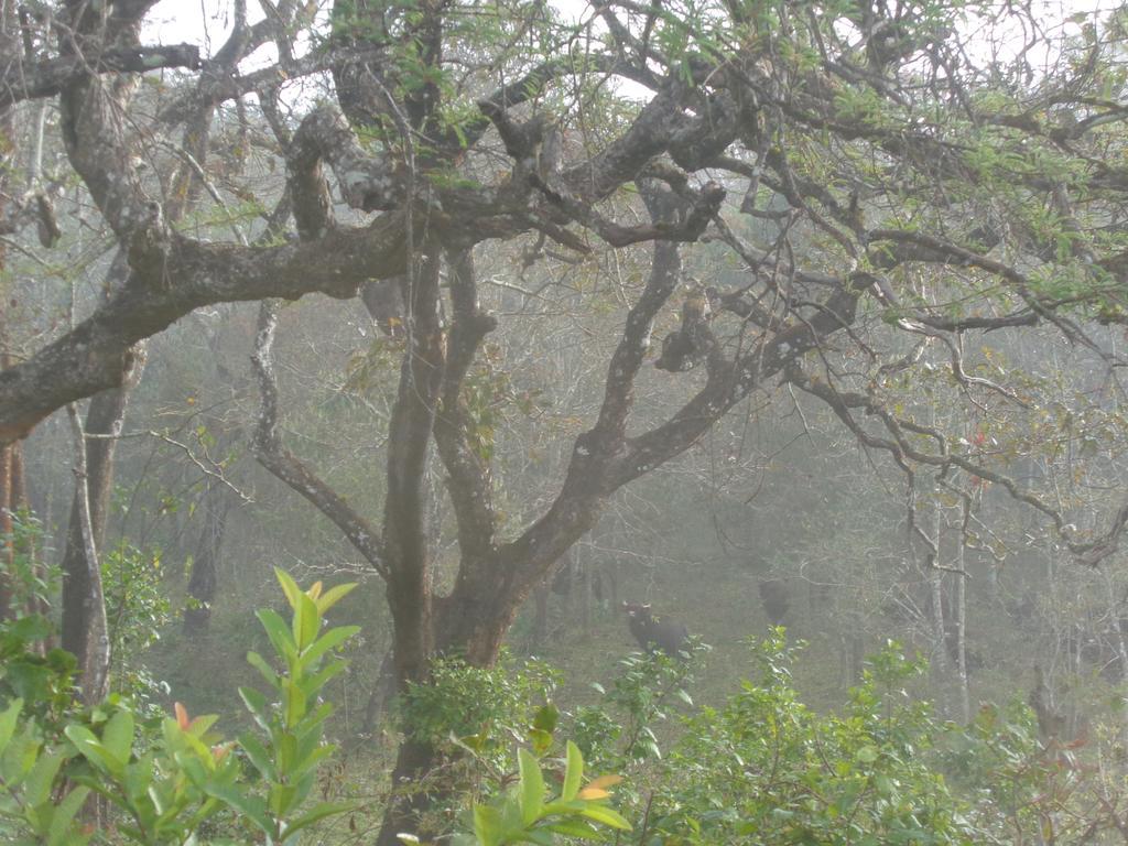 Jungleparadiso Homestay เทกคาดี ภายนอก รูปภาพ