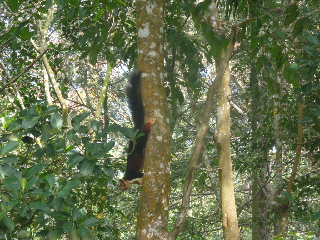 Jungleparadiso Homestay เทกคาดี ภายนอก รูปภาพ