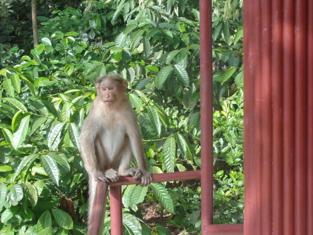 Jungleparadiso Homestay เทกคาดี ภายนอก รูปภาพ
